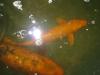 Koi - Ogon,  gelb + orange, 35cm,  je 50, -€,   Ginrin 45cm,  80, -€