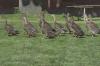 Laufenten,  Enten und Erpel