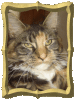 Catsitting - Katzenbetreuung,  so individuell wie Ihr Liebling