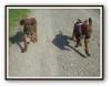 Rhodesian Ridgeback Welpen noch zwei Mädels