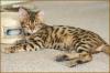 Bengal katzen, serval und Savannah Katzen!!