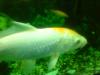 verkaufe einen 30cm Koi