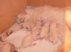 Traumhafte Kitten für traumhafte Menschen,  Birmababys- typisch und wunderschön,  