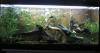 Aquarium 180L Eheim Komplett