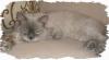 Selkirk Rex Deckkater
