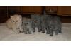 Hübsche Selkirk Rex Kitten abzugeben