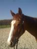 RB an Warmblutstute