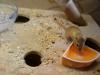 Verkaufe Gerbils