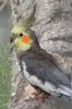 Nymphensittich,  Henne gesucht