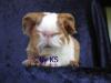 53844 1 KASTRAT,  6.3 Sheltie,  Texel,  US-Teddy & Coronet suchen neues Heim