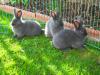 Blaue Wiener,  Stallhase,  Schlachthase