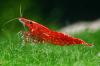 Red Cherry Garnelen je 0.50€ und Guppys je 0, 50 €