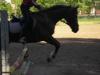 Suche Reitbeteiligung im Landkreis Kitzingen/ Würzburg