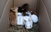 Kaninchen 8 Wochen,  10, - Euro
