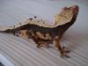1.0.4 Rhacodactylus ciliatus (Kronengeckos)