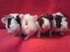J-Wurf ist da,  4 Rosetten Babys suchen zuhause