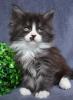 Maine Coon Babys