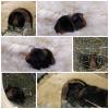 1, 1 Glatthaarmeerschweinchen aus Ridgebackwurf