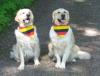 Hundehalstuch mit Länder-Flaggen /  SCHWARZ-ROT-GOLD
