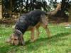 Wunderschöne Otterhund/ Otterhound Welpen Ende Juli abzugeben(Urlaubspläne können