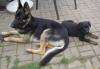 Schäferhund aus DDR-Zucht