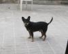 kleiner HUND braucht ein Zuhause.. sonst wird er sterben