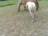 Haflinger Stute mit Hengstfohlen,  ohne Papiere