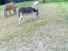 Eselstute ohne Papiere