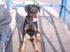 dobermann sucht hündin zum decken
