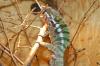 Furcifer pardalis 2.3  ( Diego suarez )