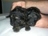labrador mischlings welpen
