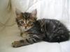 Typvolles Maine Coon m. P.