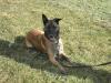  hübscher Malinois-Rüde,  DMC,  5 Jahre,  kastriert