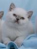 Suche BKH Deckkater lilac-point,  Blutgruppe B 