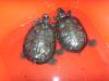 2 schöne Wasserschildkröten + Aquarium + Außenfilter.......