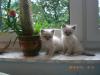 wunderhübsche Ragdoll-Kitten