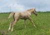 QUARTER HORSE PALOMINO STUTFOHLEN