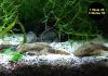 Ancistrus spec.,  brauner Antennenwels (Versand/  Abholung)