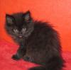 Maine Coon/ Perser Mix  Kitten