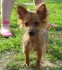 süßer Chihuahuarüde Langhaar