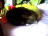 grauer kater abzu geben 