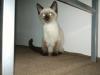 Katzenbaby Thai Katze,  beige,  sehr lieb!