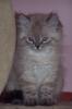 Bildschöne Perser-Colorpoint Kitten