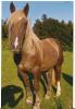 suche für meine norikerstute eine reitbeteiligung