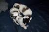 3 Bolonka Welpen