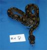 Königypython wildfarben NZ 2010