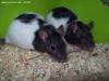 hooded ratten in liebe volle hände abzugeben