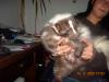 gebe meine 2 stinktiere  skunks  ab 