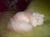 lieber kater