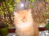 perser katze